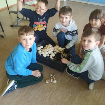 pieczarka7