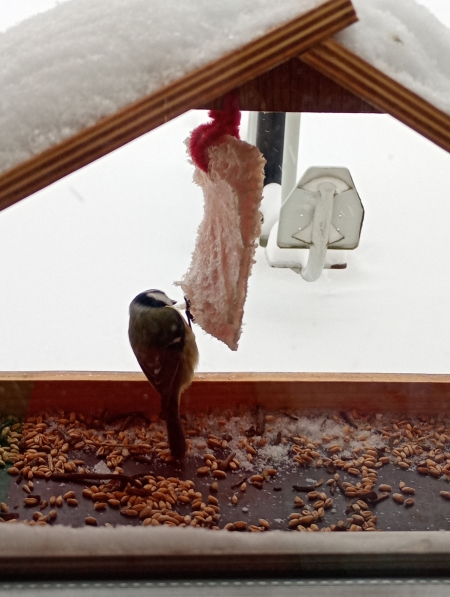 AKCJA DOKARMIANIA PTAKÓW ZIMĄ